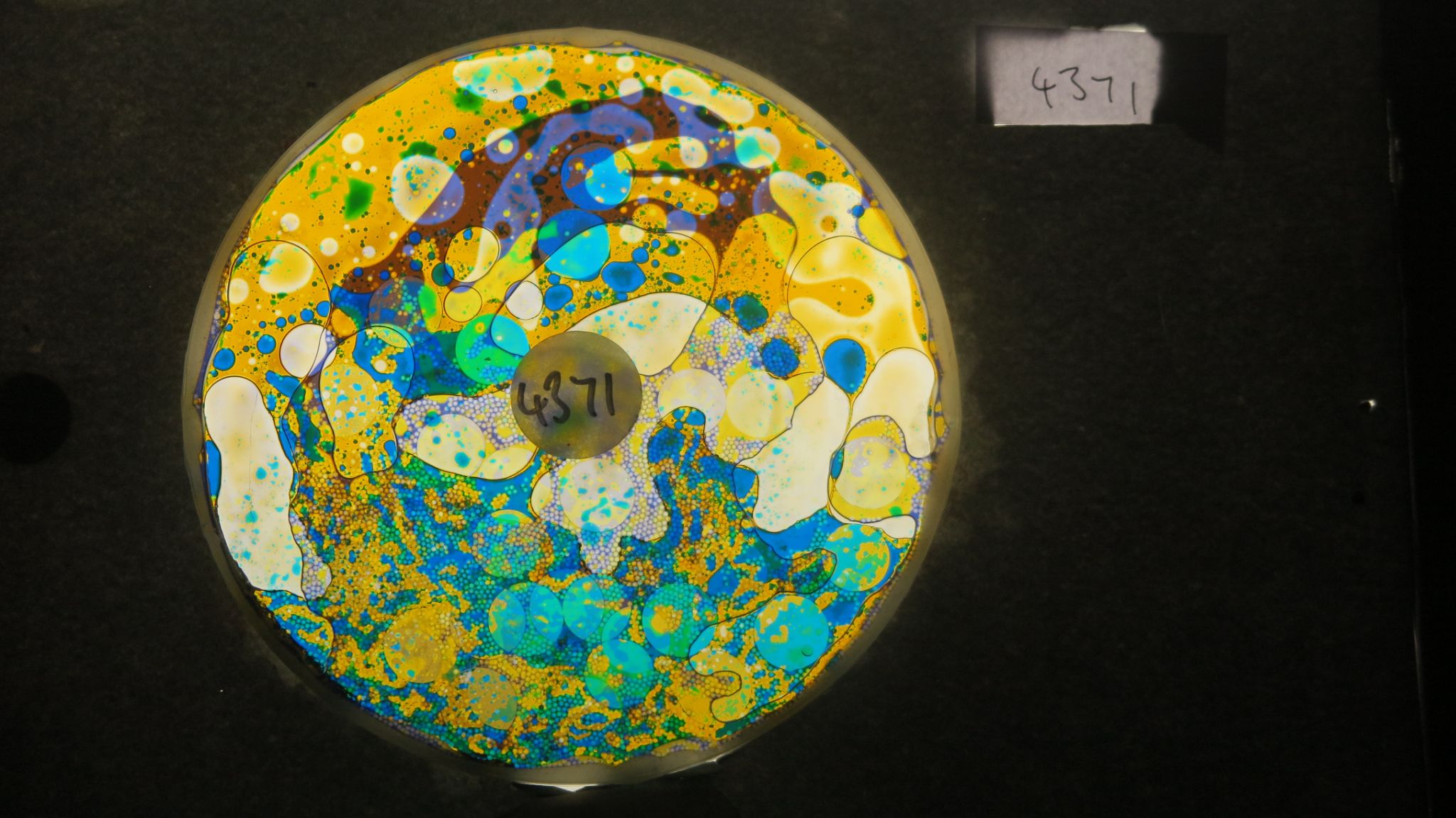 BV4371 bubble vision oil wheel